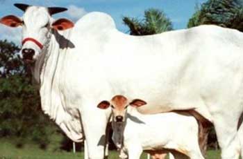 Ongole Cattle